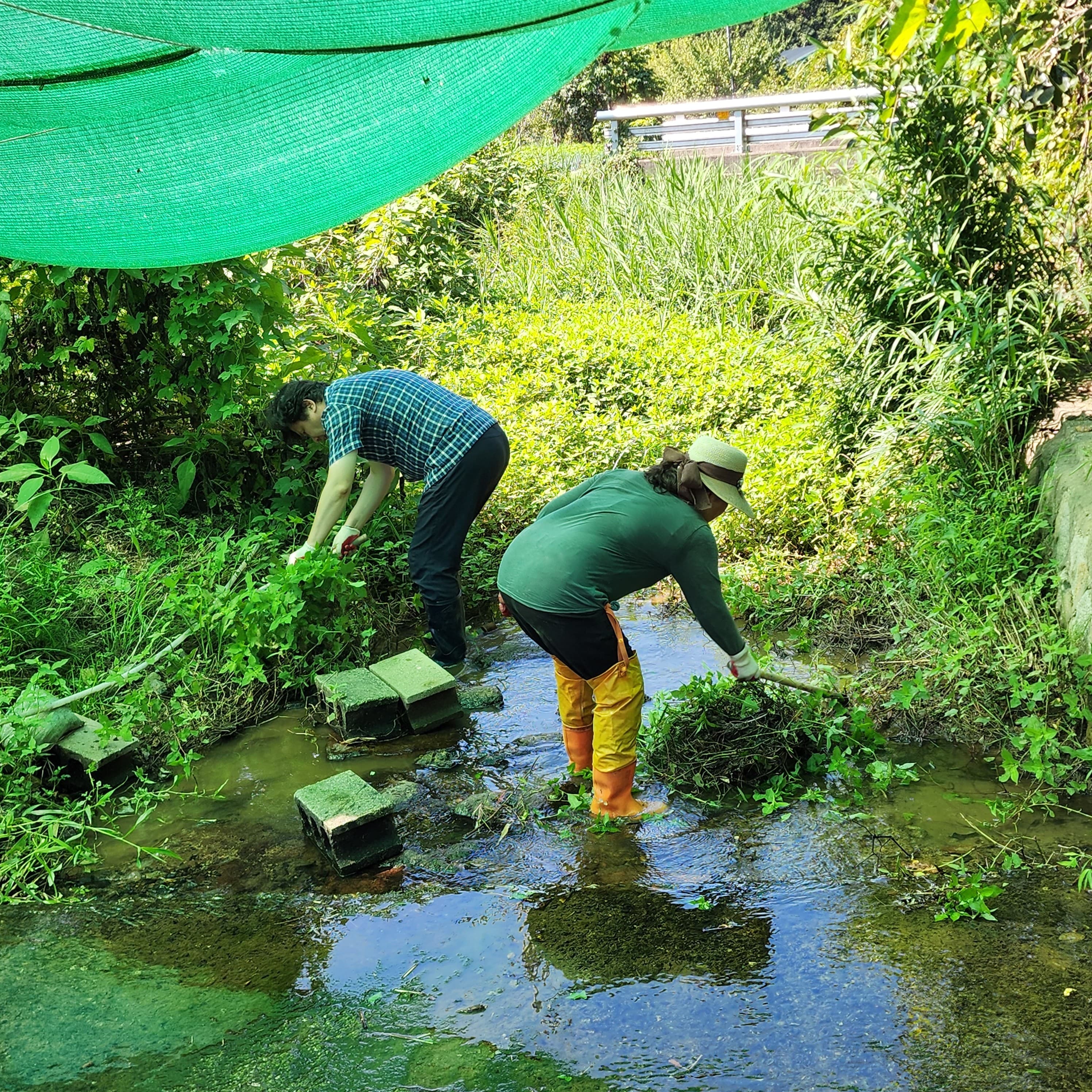 와여리 하천 정화 활동1 : 하천내 식물을 걷어내기